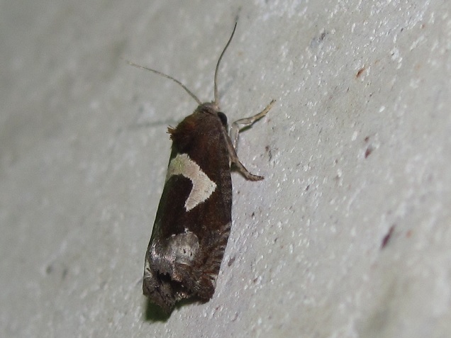 Epiblema foenella? S